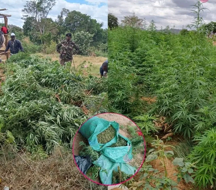 KSh60 Million Bhang Plantation Unearthed in Mwingi as Suspected Growers Escape Police Raid