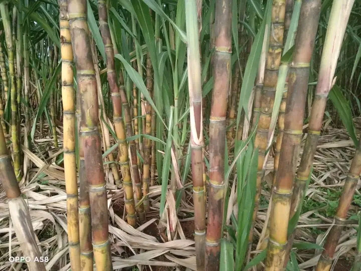 Sugar Workers Sound Strike Warning Over KSh2.7 Billion Salary Arrears as Pressure Mounts on Government