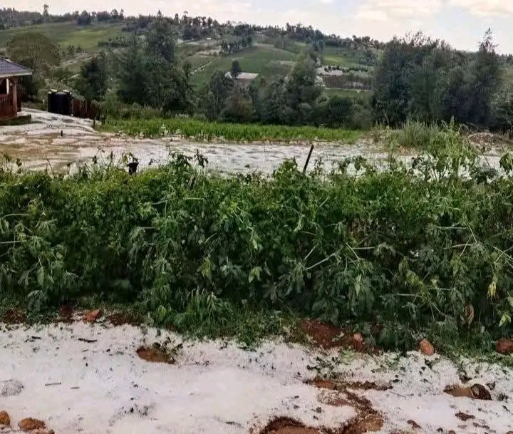 Heavy Rains Ravage Bomet Farms: Farmers Count the Cost as Crops, Livestock and Roads Come Under Threat