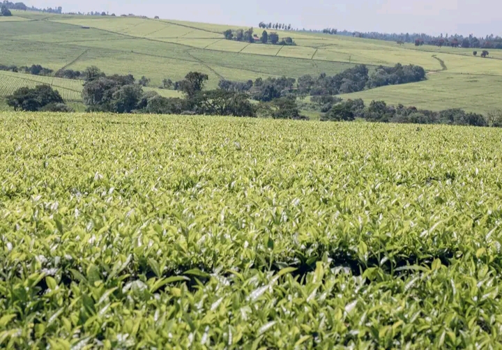 Angry Kapkoros Farmers Uproot Tea Bushes Over Low Bonuses as Tea Farming Crisis Deepens in Bomet County
