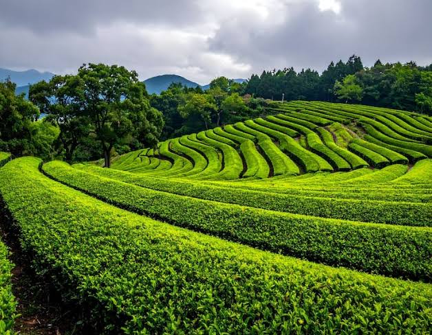 KTDA Plan Targets Improved Tea Storage, Trading Efficiency and Higher Returns for Farmers