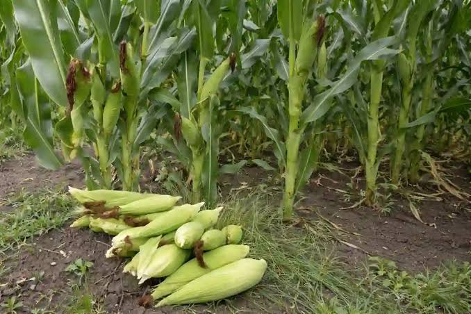 Kenya is facing the prospect of a significant decline in maize production, with output projected to fall by 39 per cent to approximately 2.2 million tonnes in the year ending June 2027.