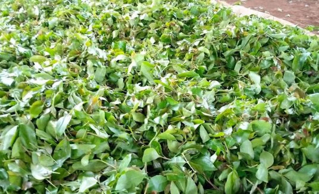 Mt Kenya Muguka Farmers Fight Back: MPs Urged to Reject Crop Ban Bill